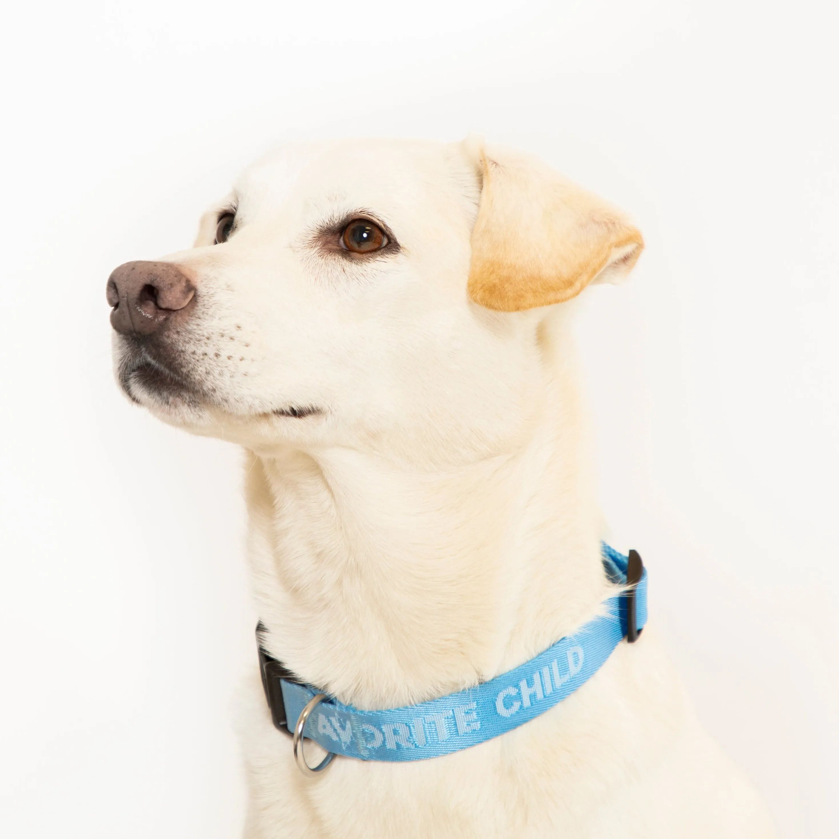 Favorite Child (Sky Blue) Dog Collar