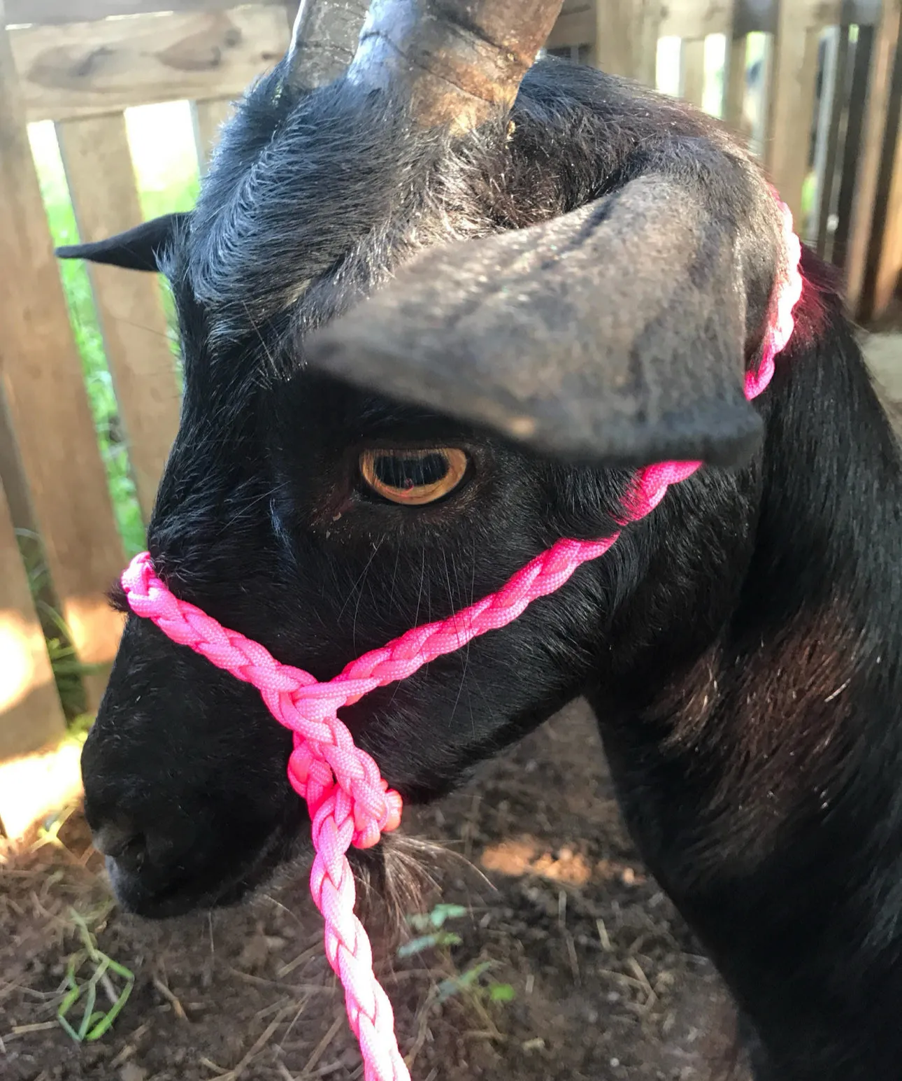 goat adjustable halter and lead, sheep, alpaca, etc