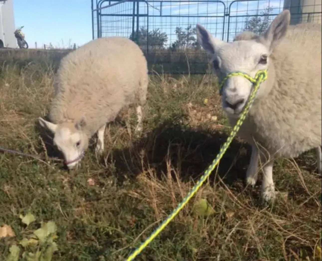 goat adjustable halter and lead, sheep, alpaca, etc