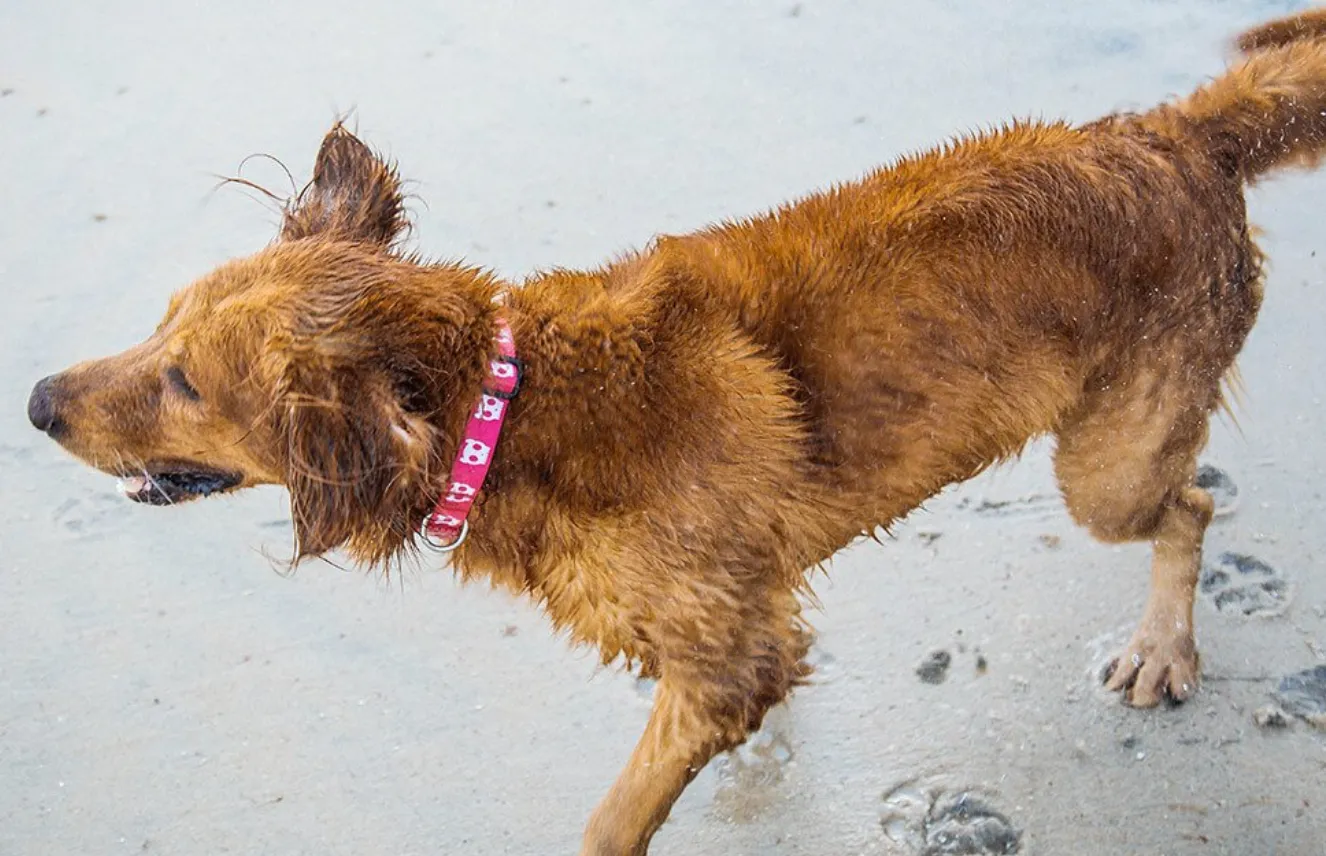 Pink Skull Collar